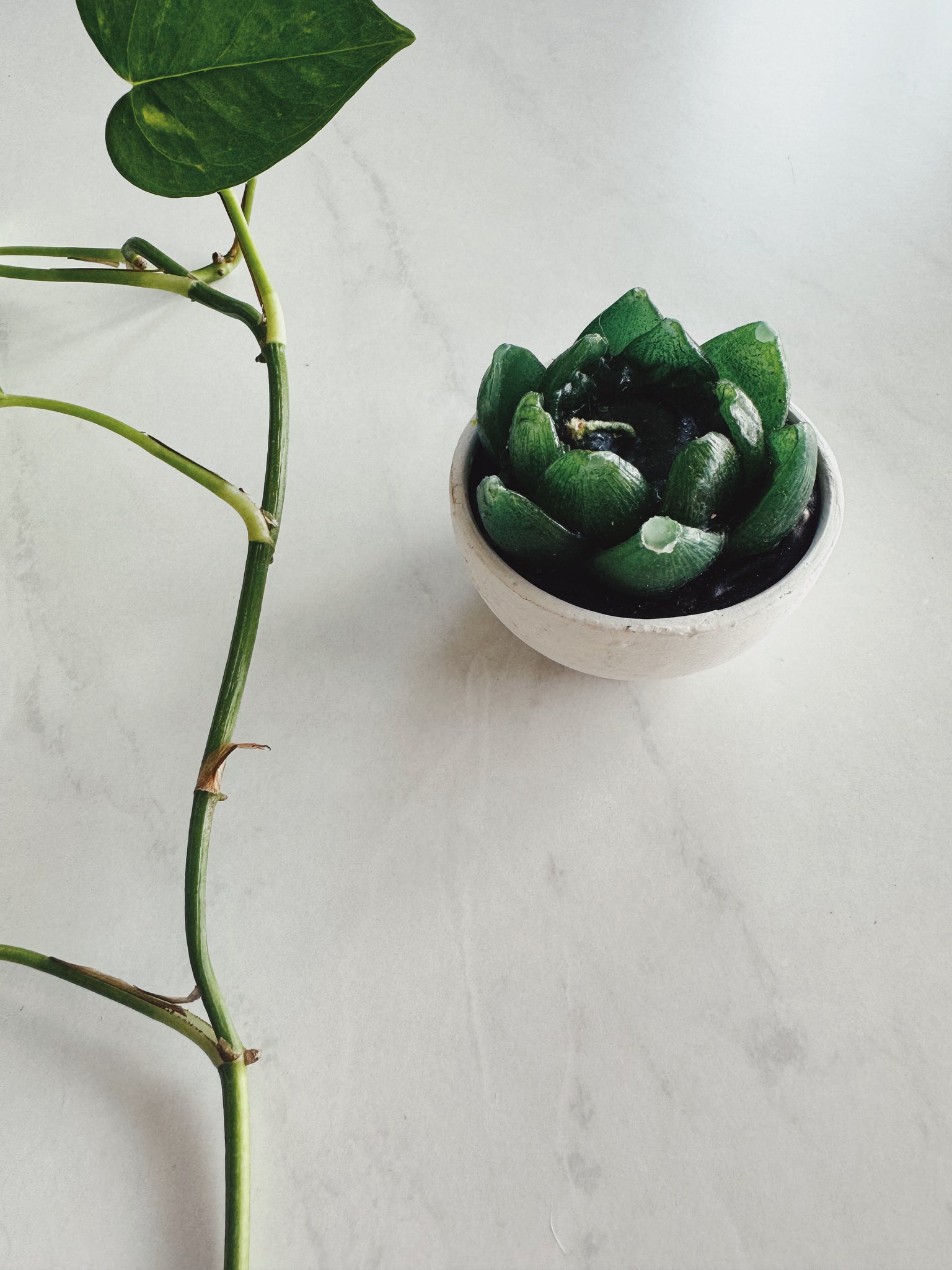 Mexican Cactus Candle